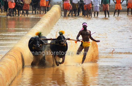 kot chennai jodu kere kambla